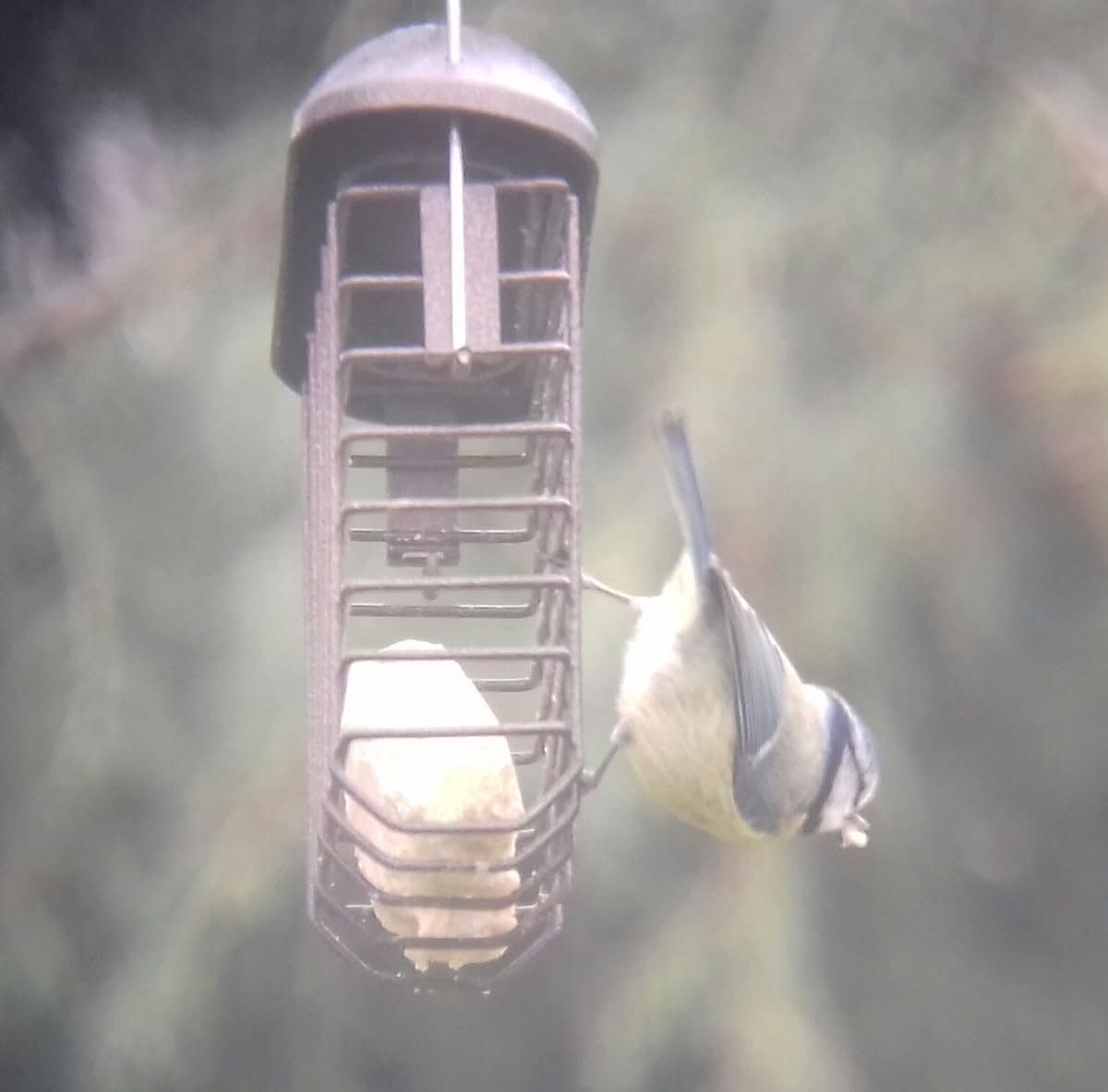 Blue Tits are regular visitors to British gardens. Feeders like these enable you to witness their acrobatic abilities firsthand.