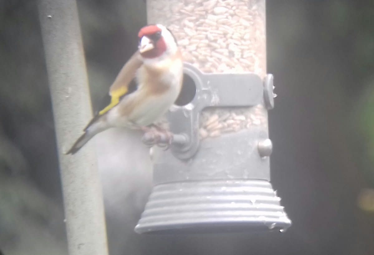 One last photo to finish things off- this is a Goldfinch from my garden. They have long, sharp bills that are ideal for feeding on thistles, teasels and sunflower seeds. 