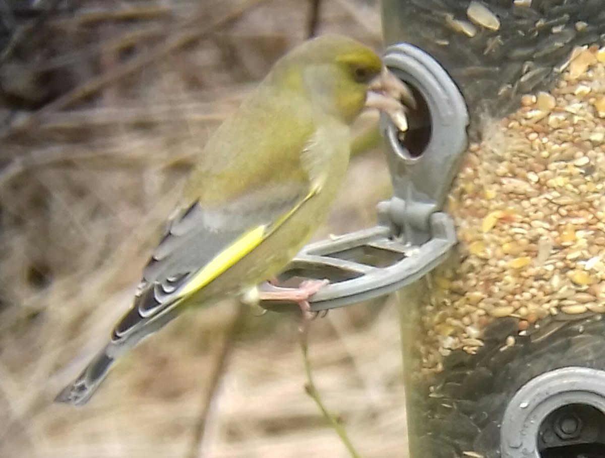 Greenfinches are a bird that has become less regular in gardens in recent times, largely due to a parasite associated with unclean feeders known as Trichomonas gallinae.