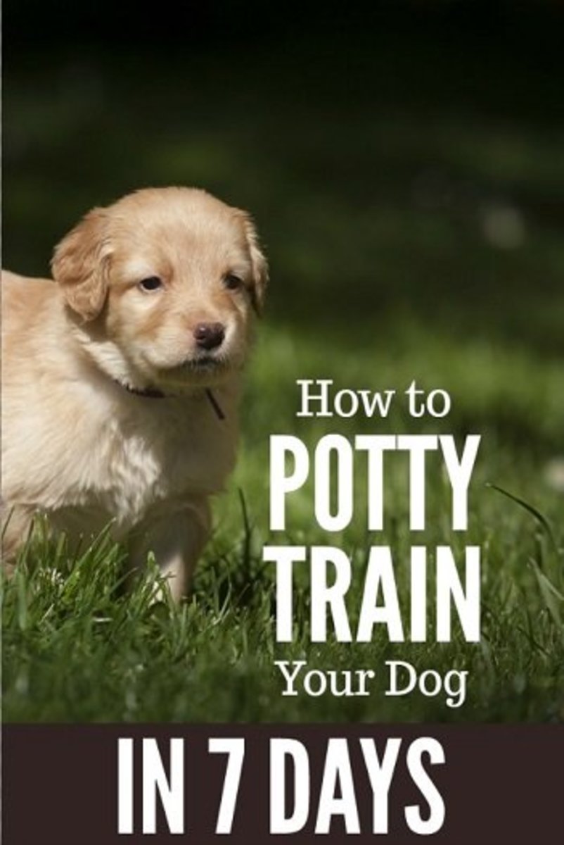 Potty training can be a hard and daunting task, but good news for you: it can take as little as seven days to potty train your dog.
