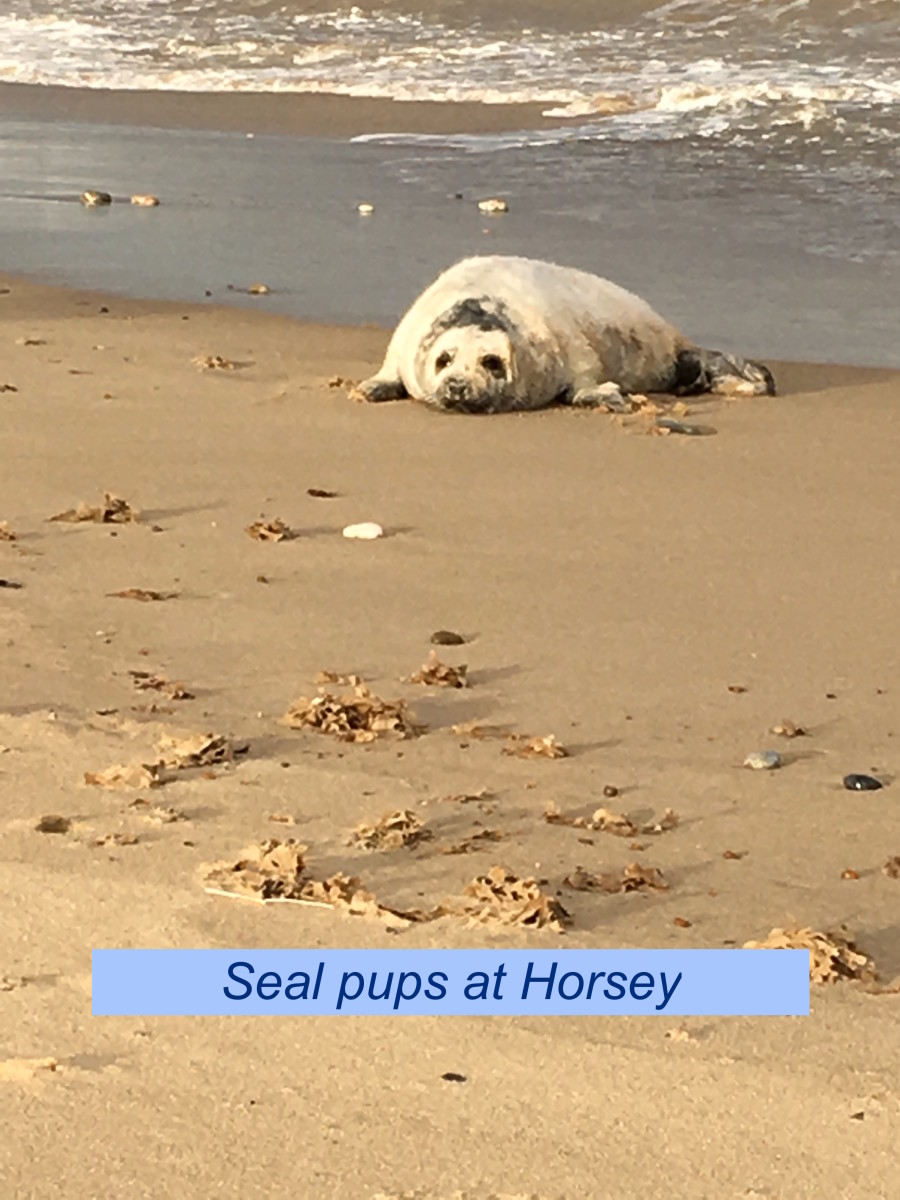 Tips on Seeing the Seals at Horsey in Norfolk