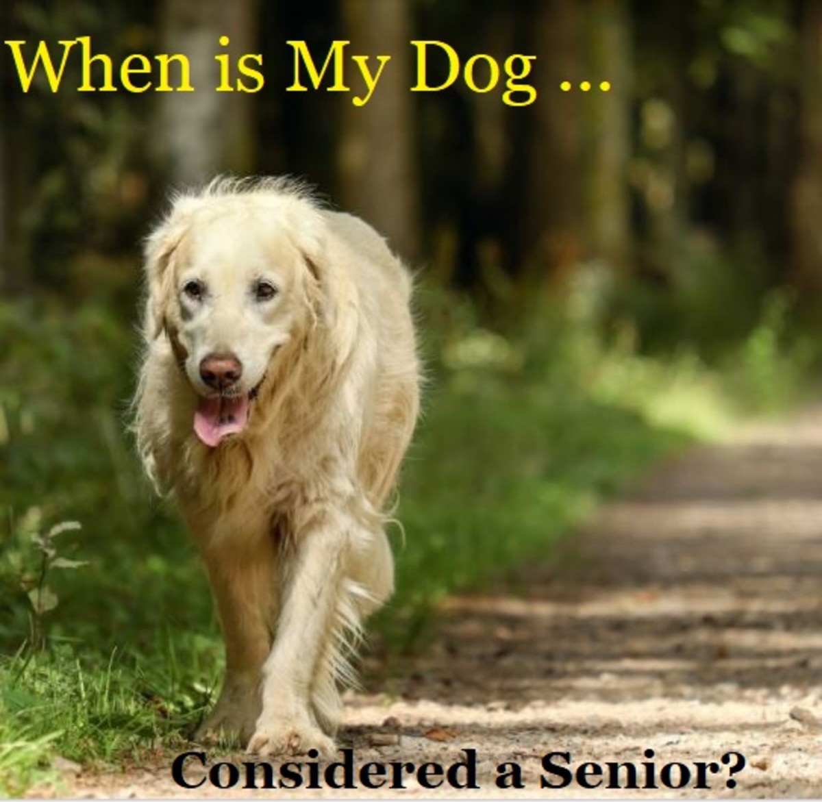 what is considered a senior dog