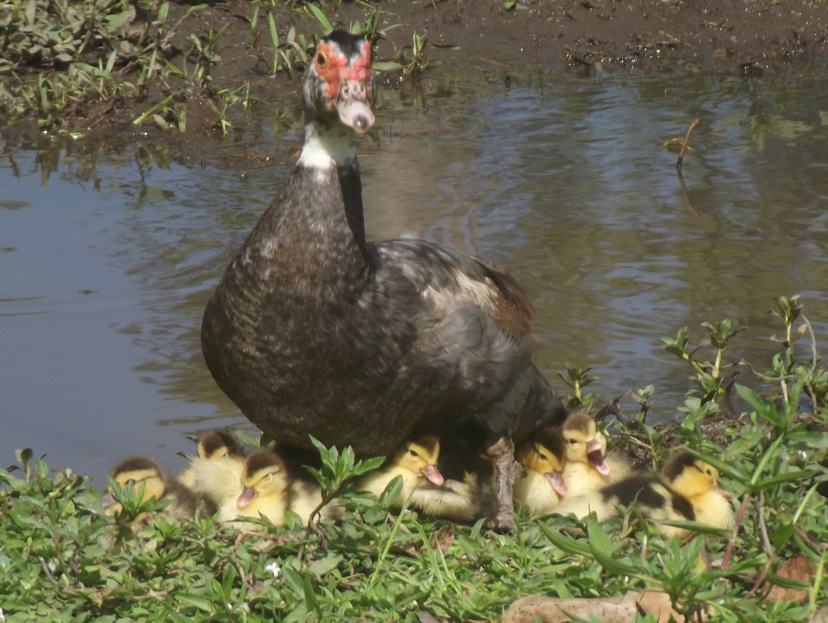 Muscovy ducks as pets