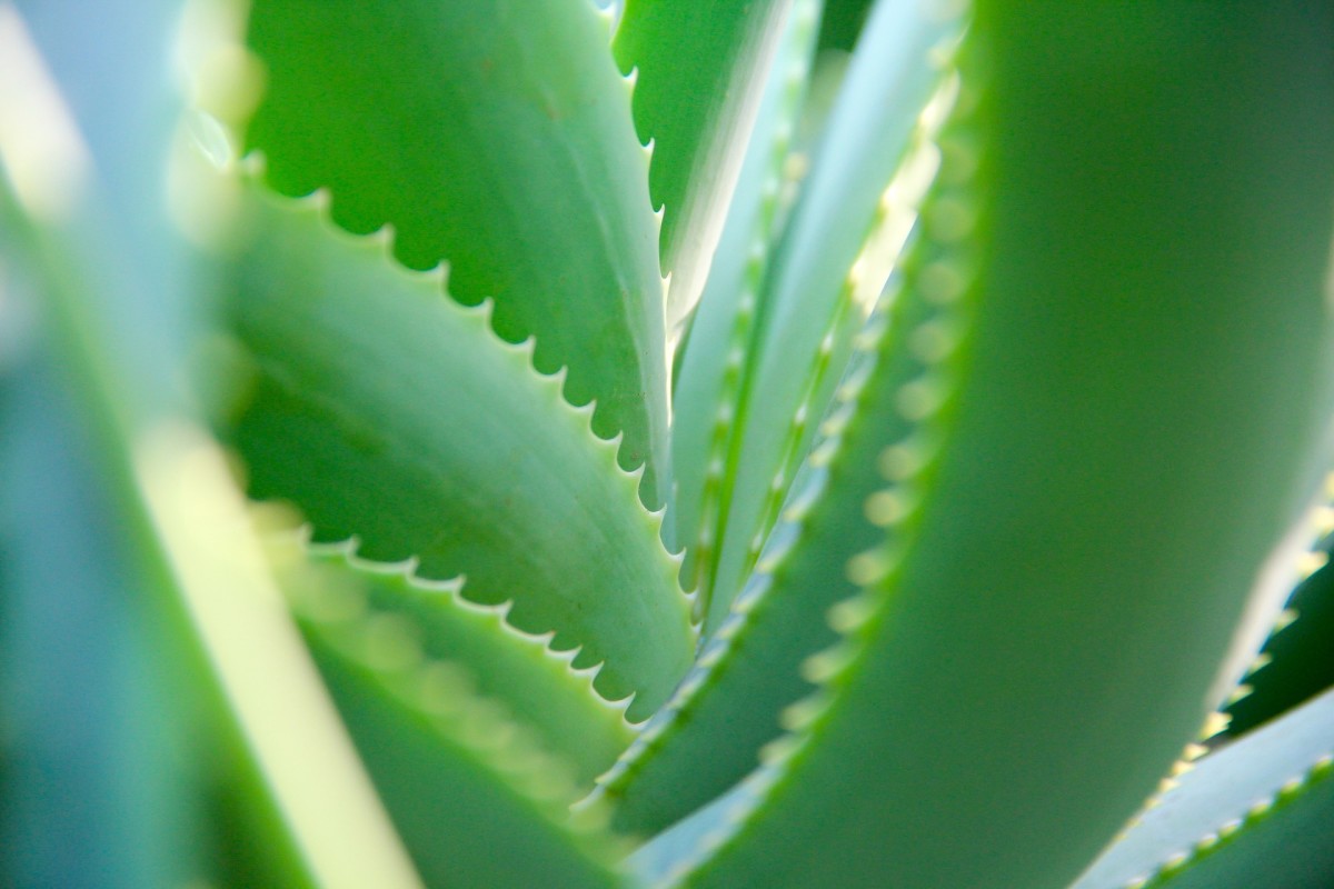 aloe-vera-the-potted-physician