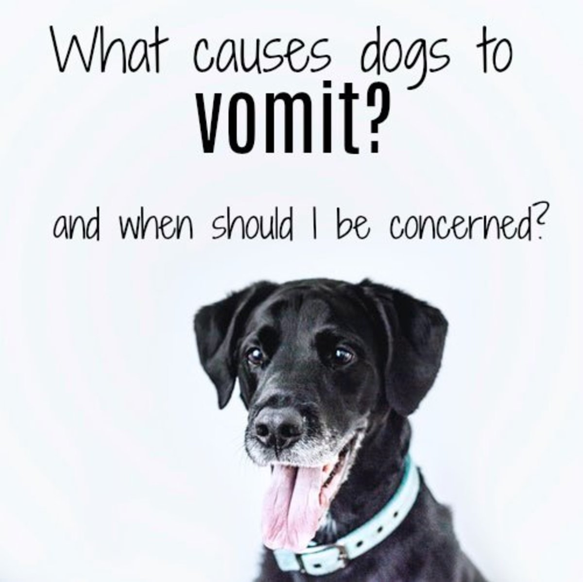 What Causes Dogs to Vomit and When Should You Be Concerned