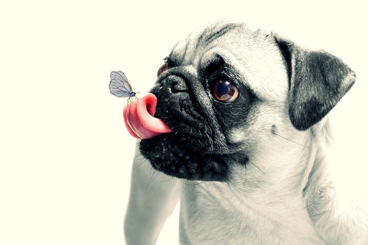 Pugs have been one of the most popular dog breeds around the world for centuries.