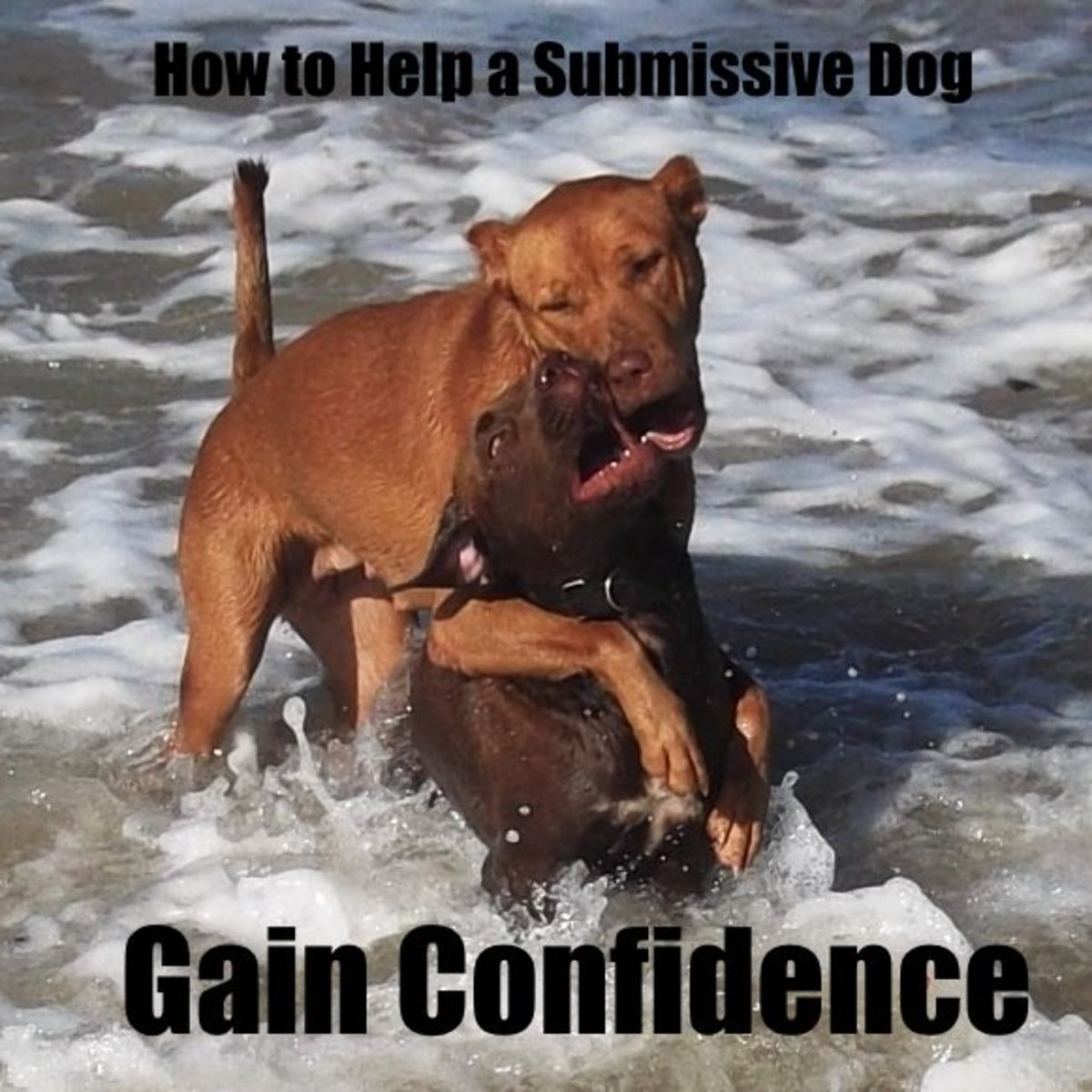 How to Help a Submissive Dog Build Confidence PetHelpful By fellow