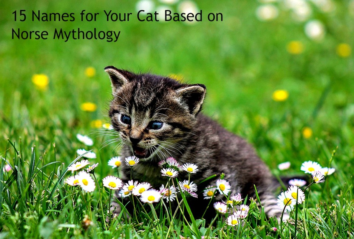 15-names-for-your-cat-based-on-norse-mythology-pethelpful