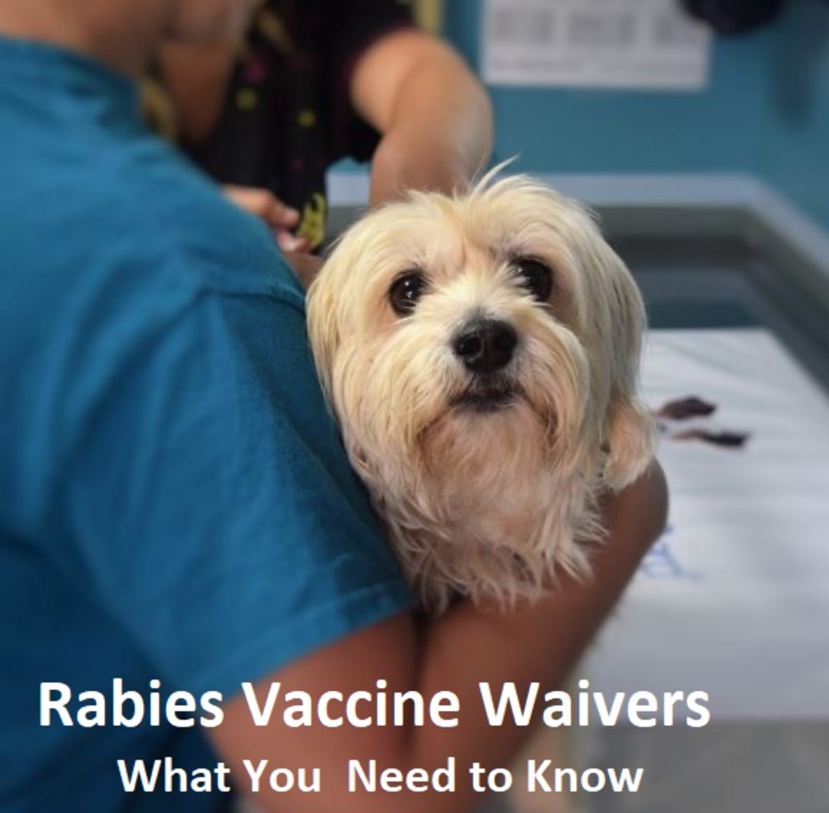 Old age isn't enough to justify a rabies vaccine waiver for dogs. Here's everything you need to (and should) know. 