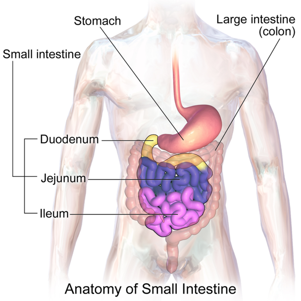 Inflammation in Crohn's disease may occur anywhere in the digestive tract but often develops in the ileum.