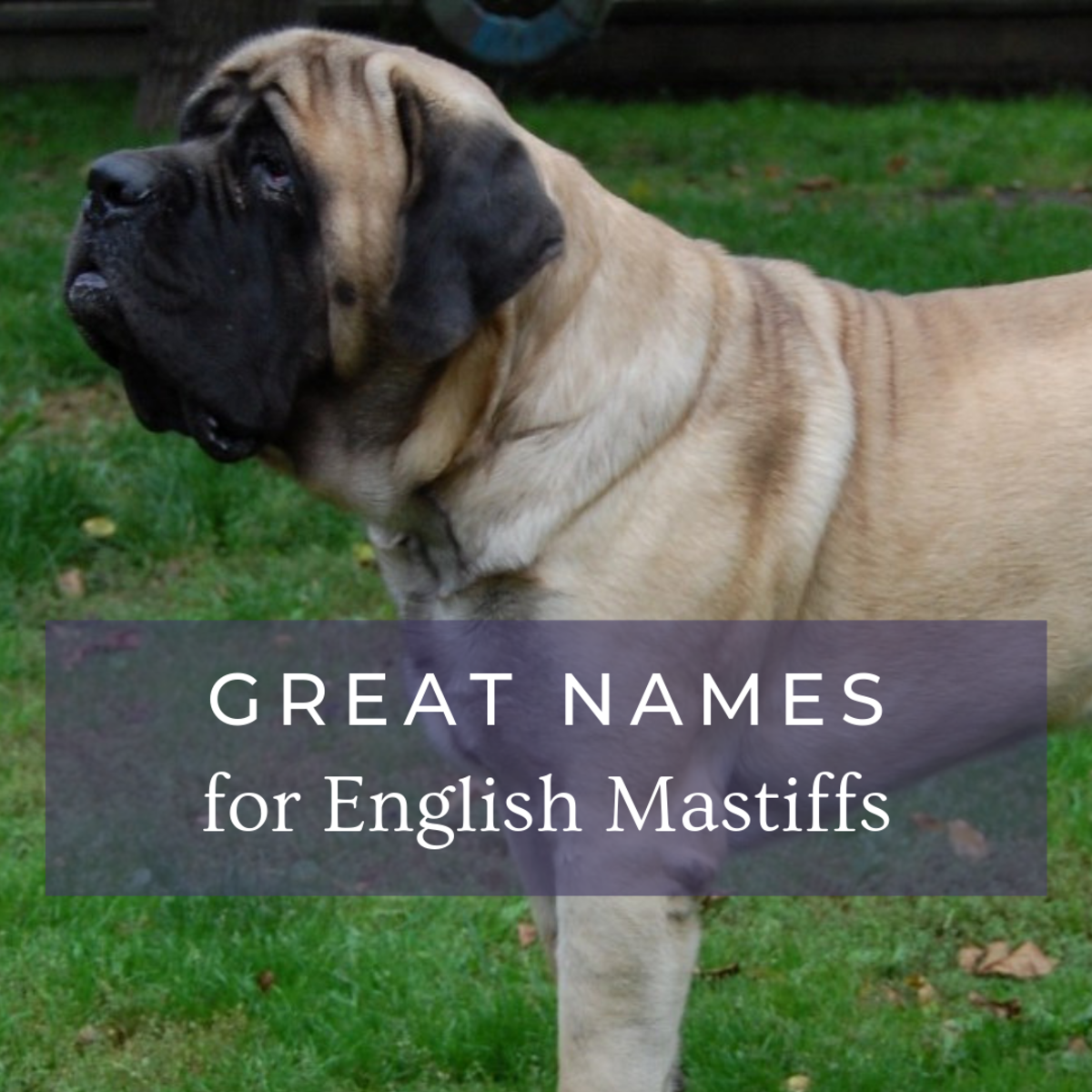 what is another name for a mastiff