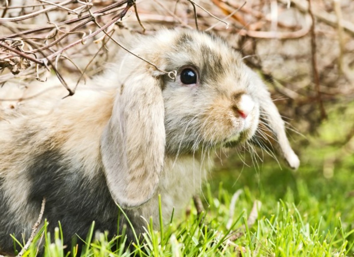 How to Choose a Name for Your Pet Rabbit