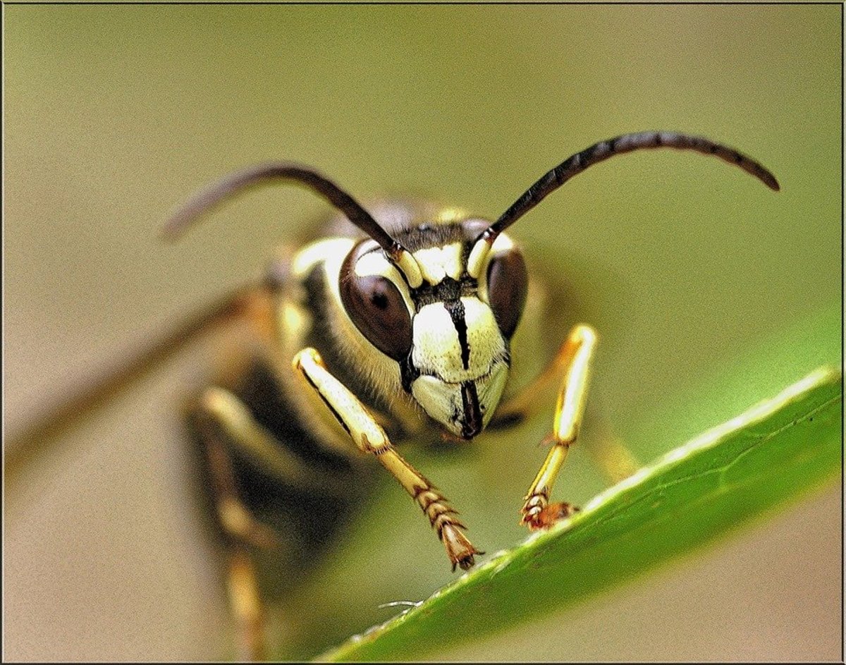 A bald-faced hornet (Dolichovespula maculata).  As confusing as it is because of the name, this "hornet" is actually a yellowjacket.  It has  ivory-white markings on the face, thorax, legs and abdomen.