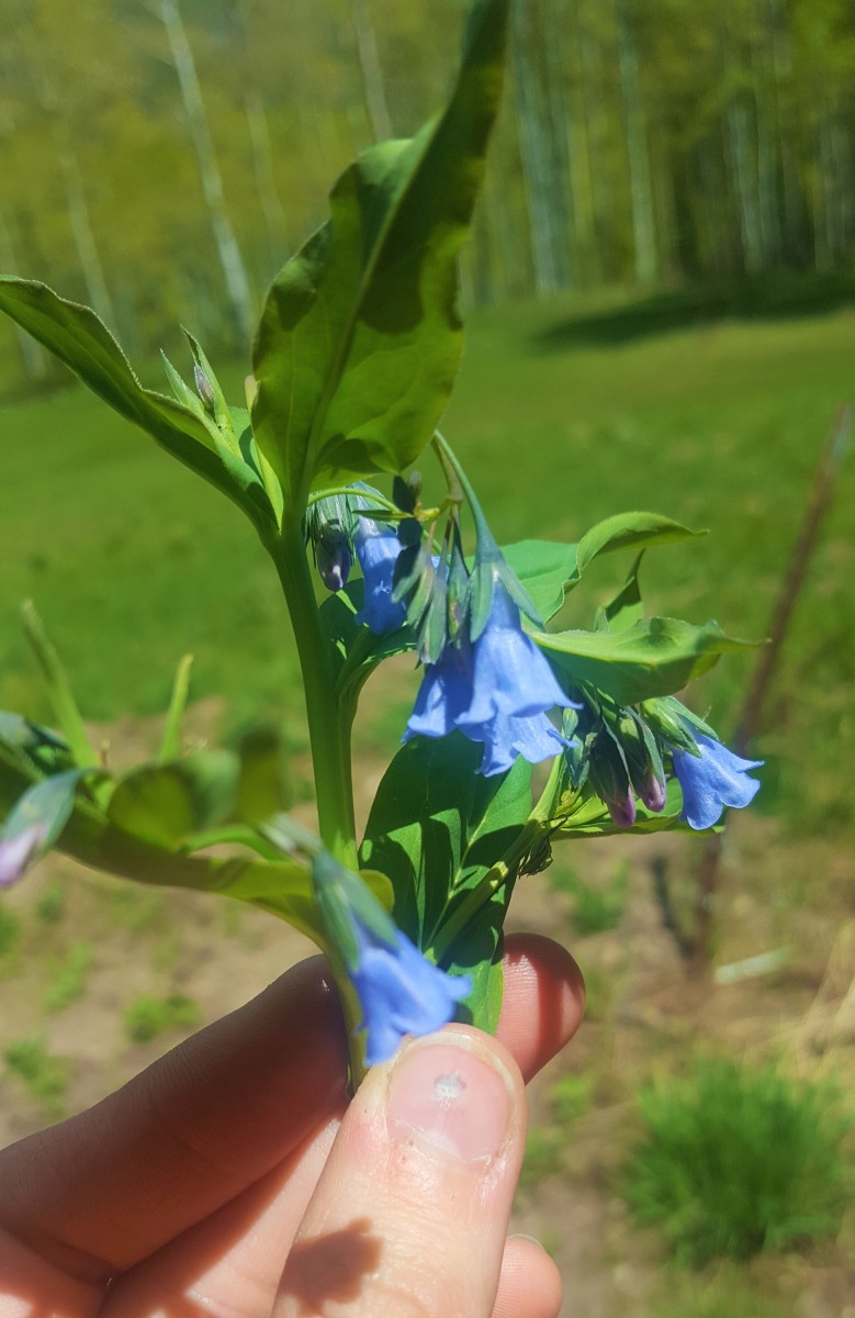 Foraging for Wild Edibles Mountain Bluebells (Mertensia Ciliata