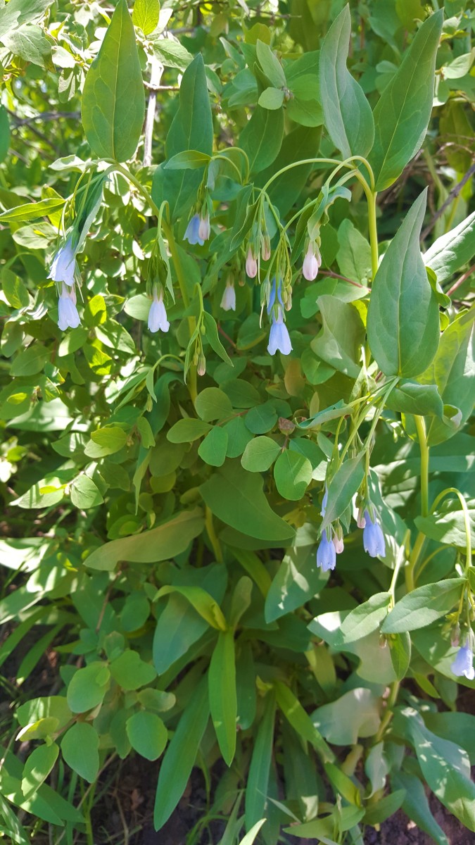 Foraging for Wild Edibles Mountain Bluebells (Mertensia Ciliata