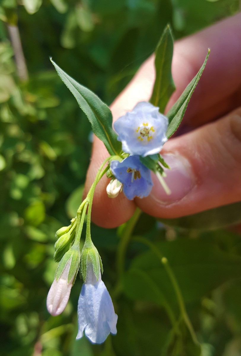 Mountain Bluebell wild edible flowers