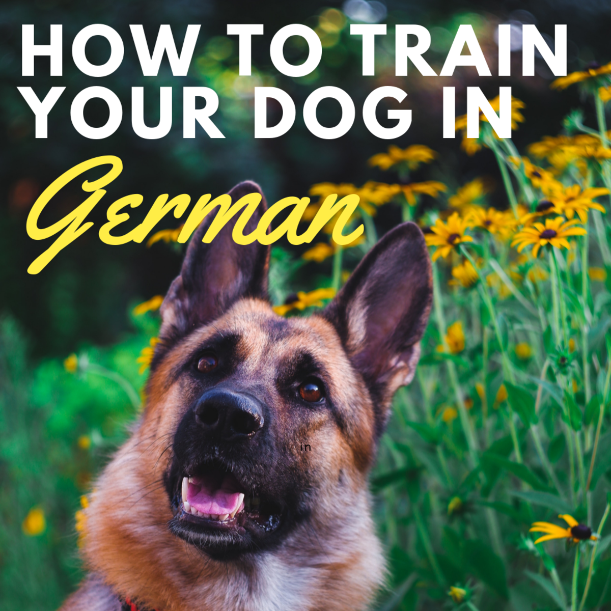 How Do You Speak German Dog Commands