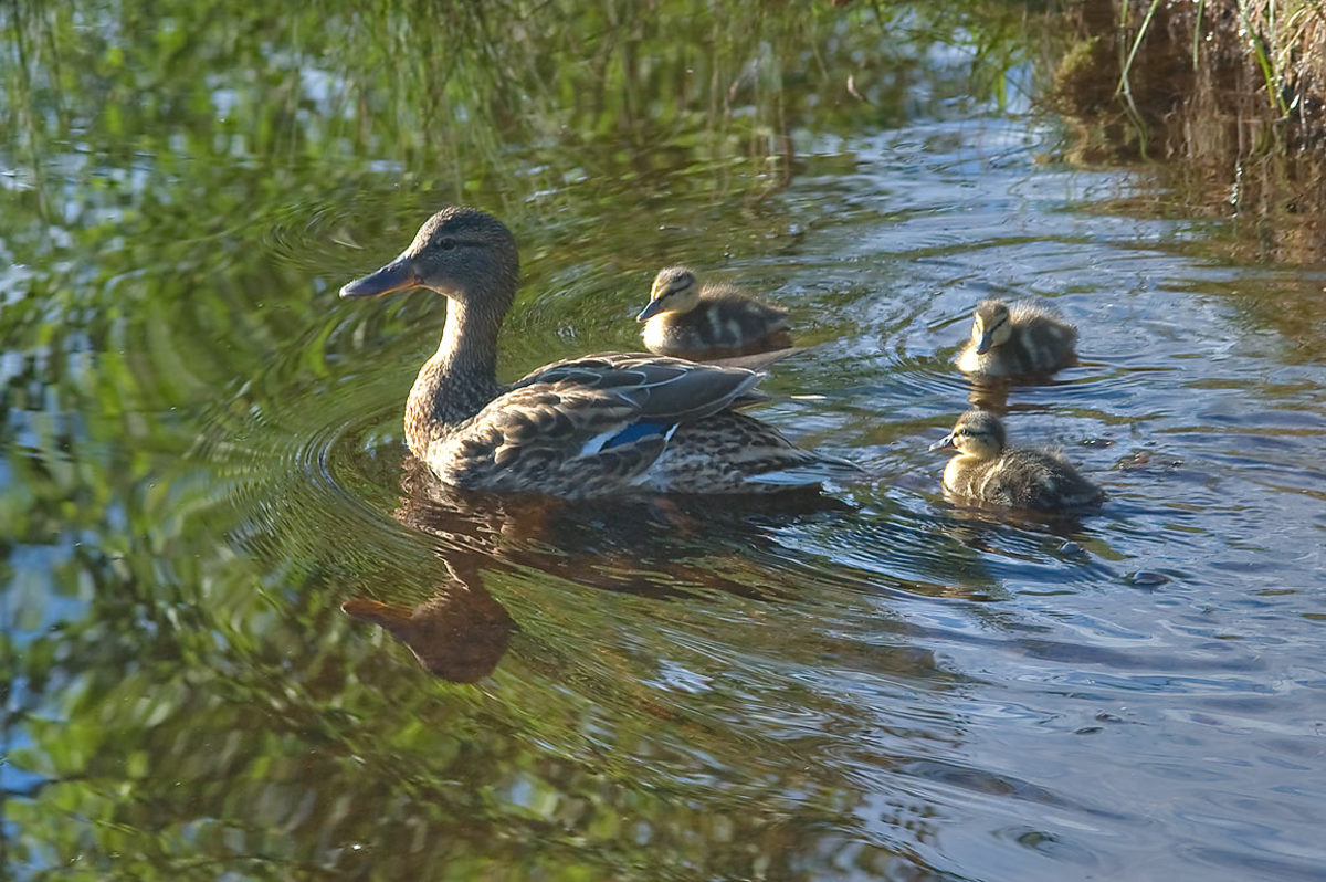 The ideal spot for a stray duckling with an entourage to boot. 