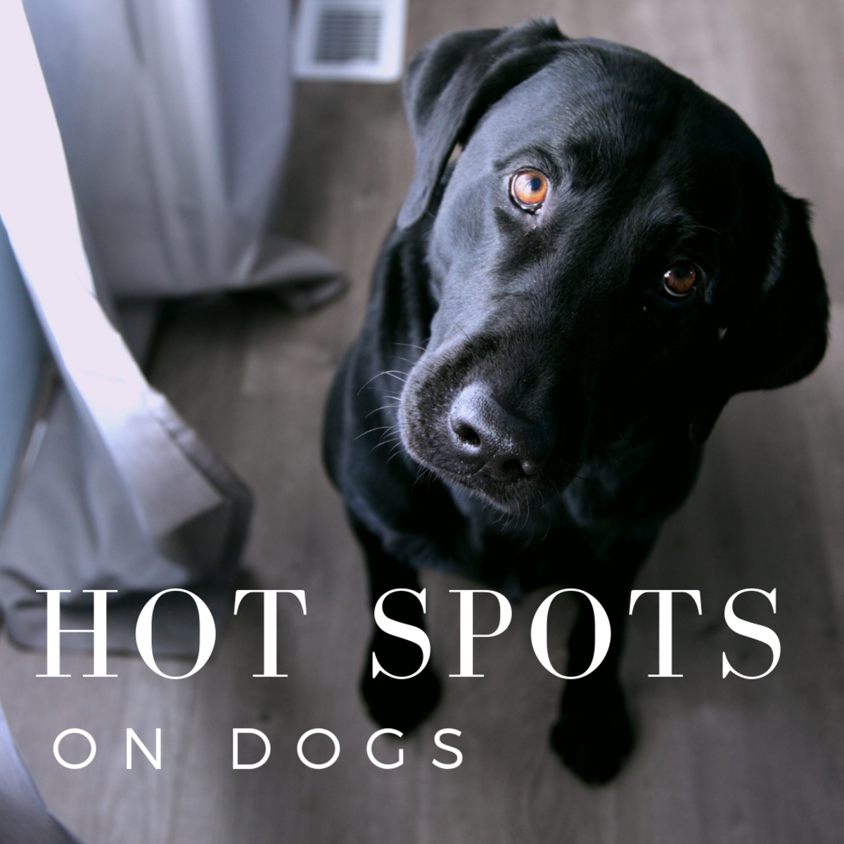 What's a hot spot on a dog, and what are the causes?
