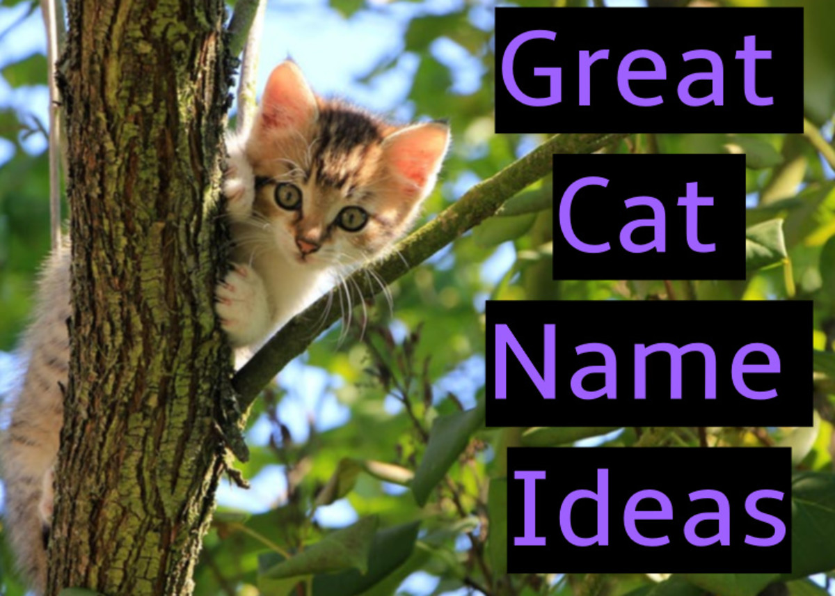 Great Cat Name Ideas PetHelpful
