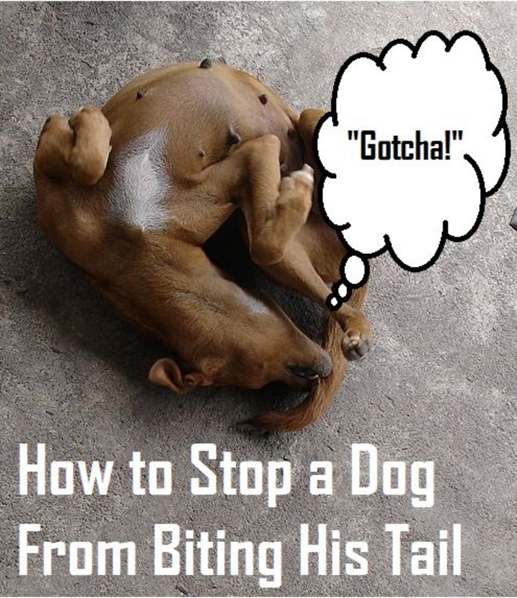 How to Stop a Dog From Biting His Tail