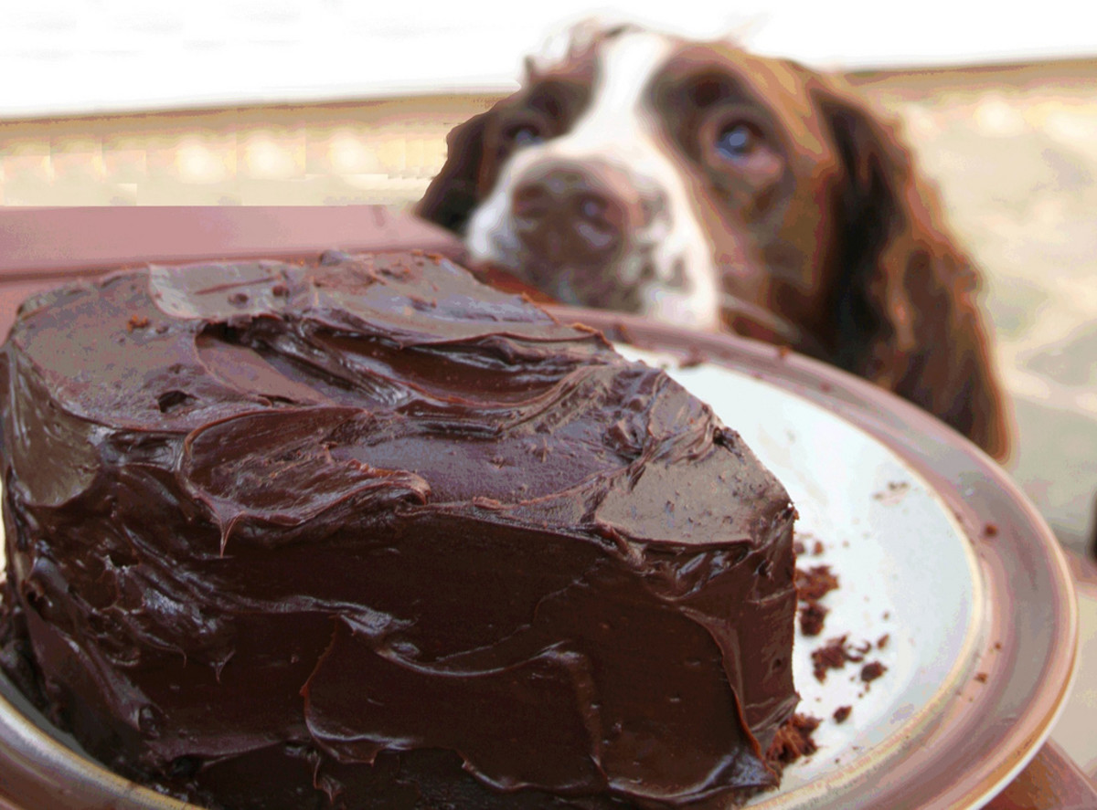 Dogs Eating Chocolate