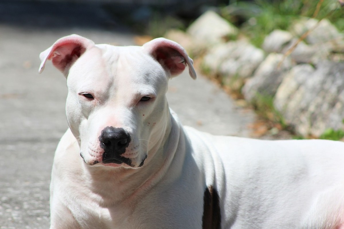 The Pit Bull's Public Image: Both Sides of the Story