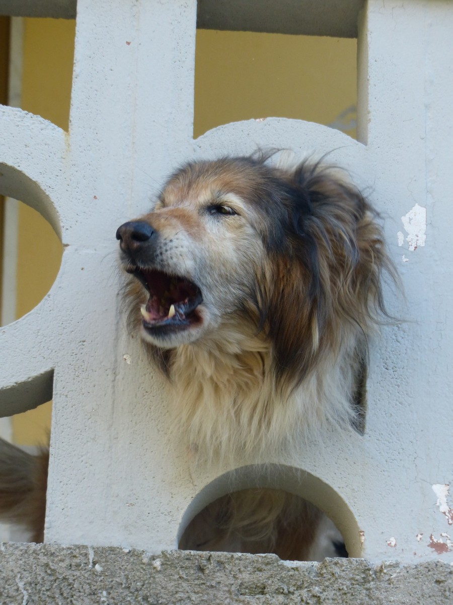 How to Make a Neighbor's Dog Stop Barking