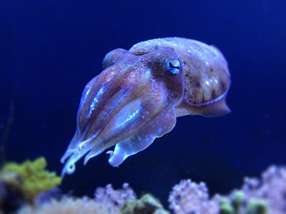 Some species of cuttlefish can glow in the dark at will, in order to hypnotize prey at the dark bottom of the ocean.