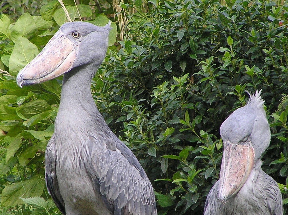 Two shoebill storks