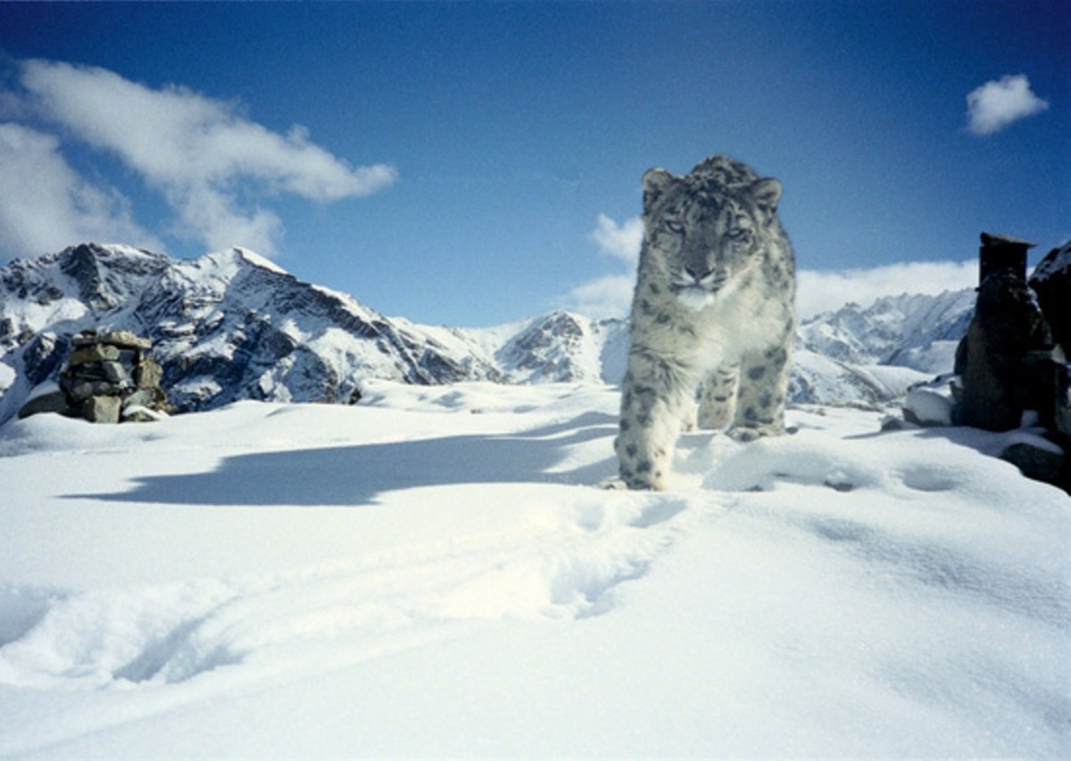 Top 10 Facts About Snow Leopard