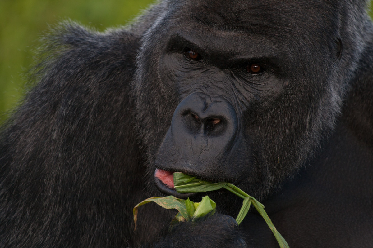 Top 10 Facts About Gorillas