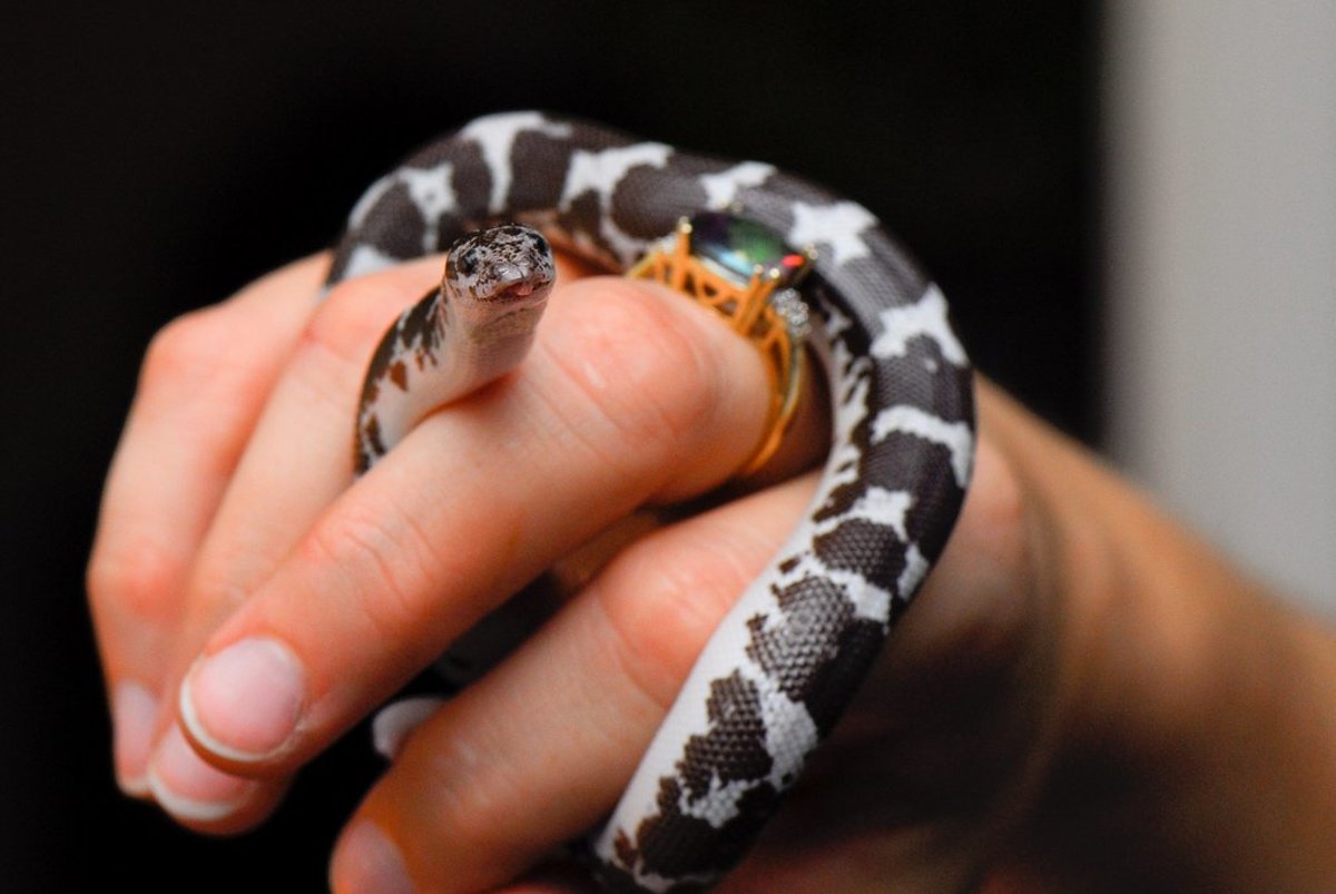 8 Small and Easy Pet Snakes for Beginners