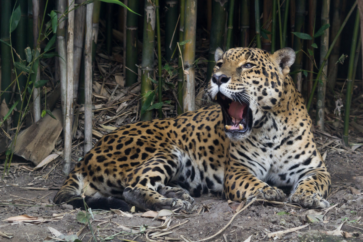 Top 10 Facts About Jaguars