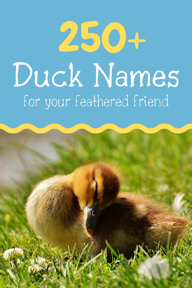 250+ Duck Names for Your Feathered Friend (From Aflac to Xerxes)