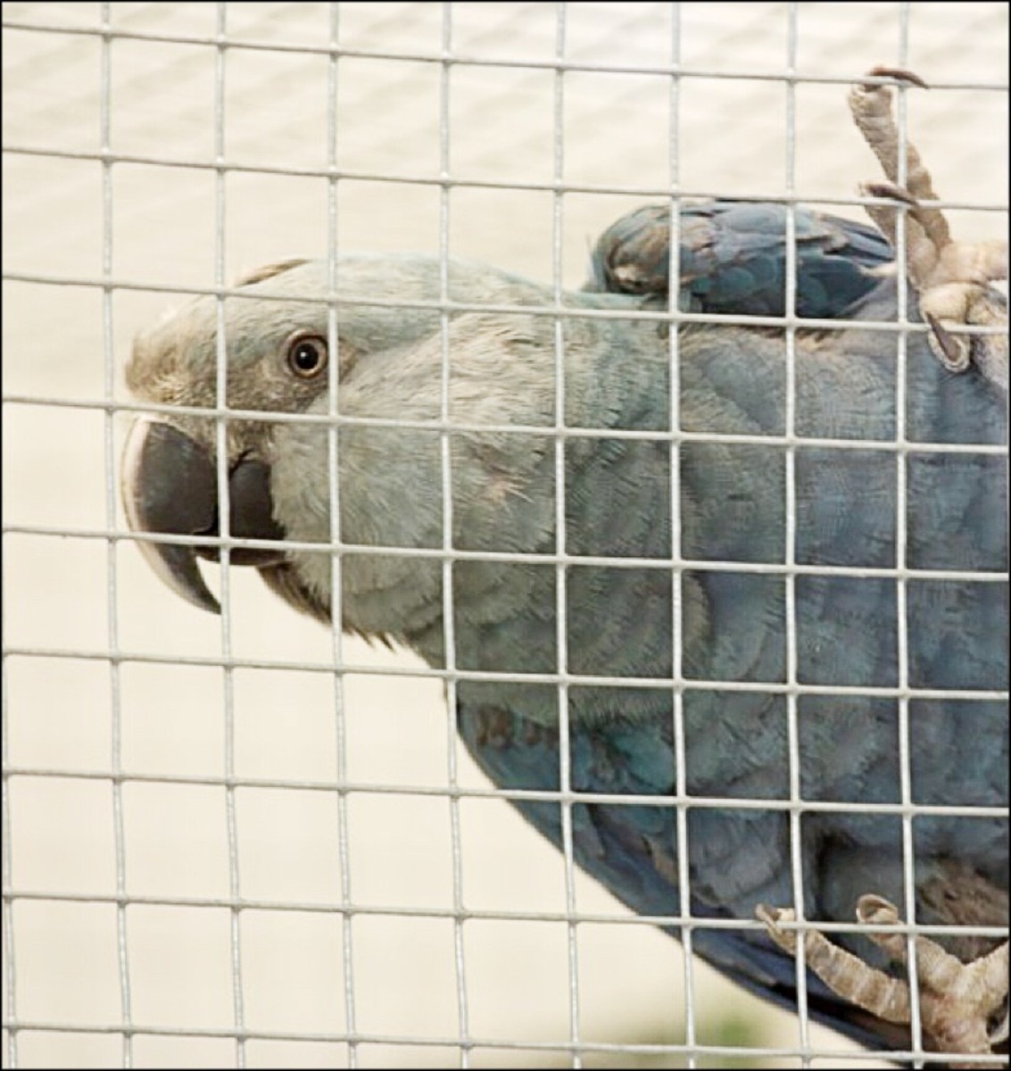 Spix’s Macaw Facts Saving a Parrot Near Extinction in the Wild Owlcation