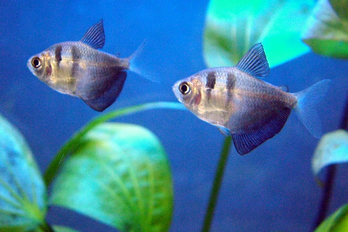 10 Types Of Tropical Fish For A Freshwater Aquarium PetHelpful