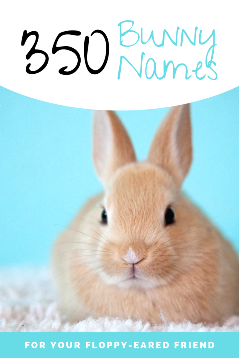 350 Bunny Names For Your Floppy Eared Friend Pethelpful By Fellow Animal Lovers And Experts - cat fur ginger roblox