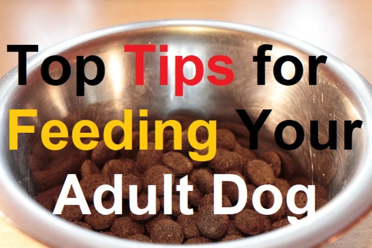 Your adult dog's health and happiness depends on an appropriate, balanced diet