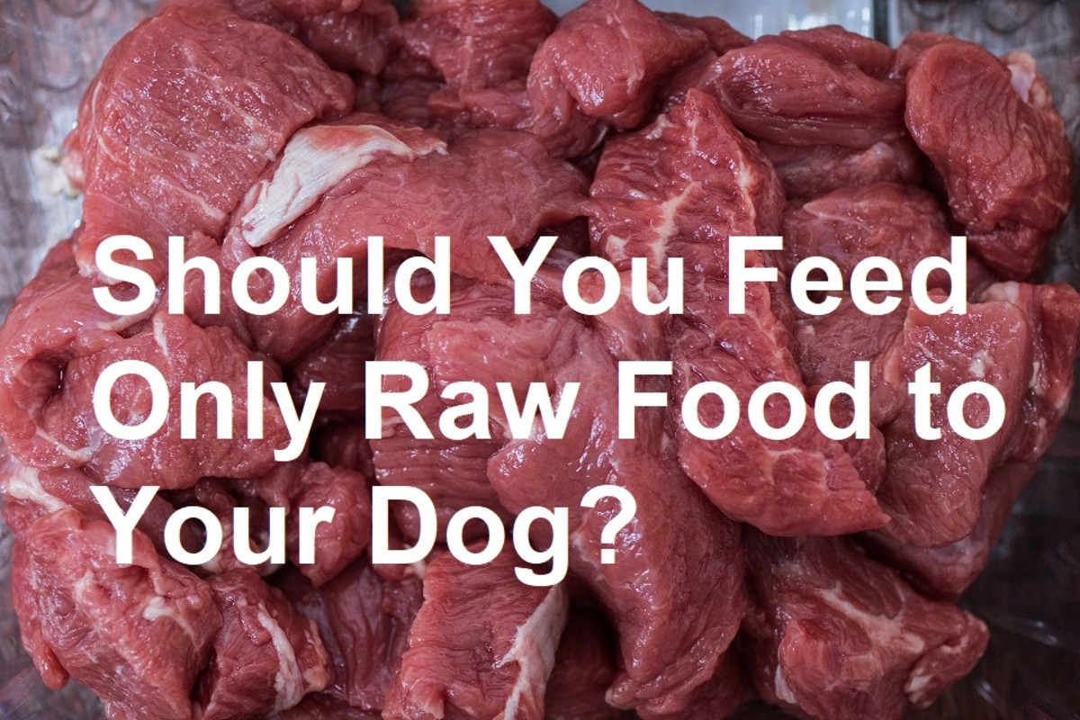 A raw food diet for your dog may seem to be more natural, but it increases the risk of bacterial infection and malnutrition