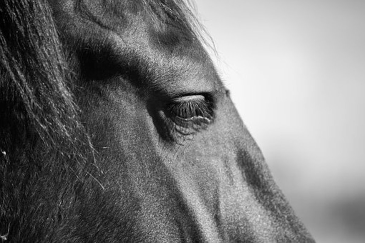 15 Big, Powerful Horse Names