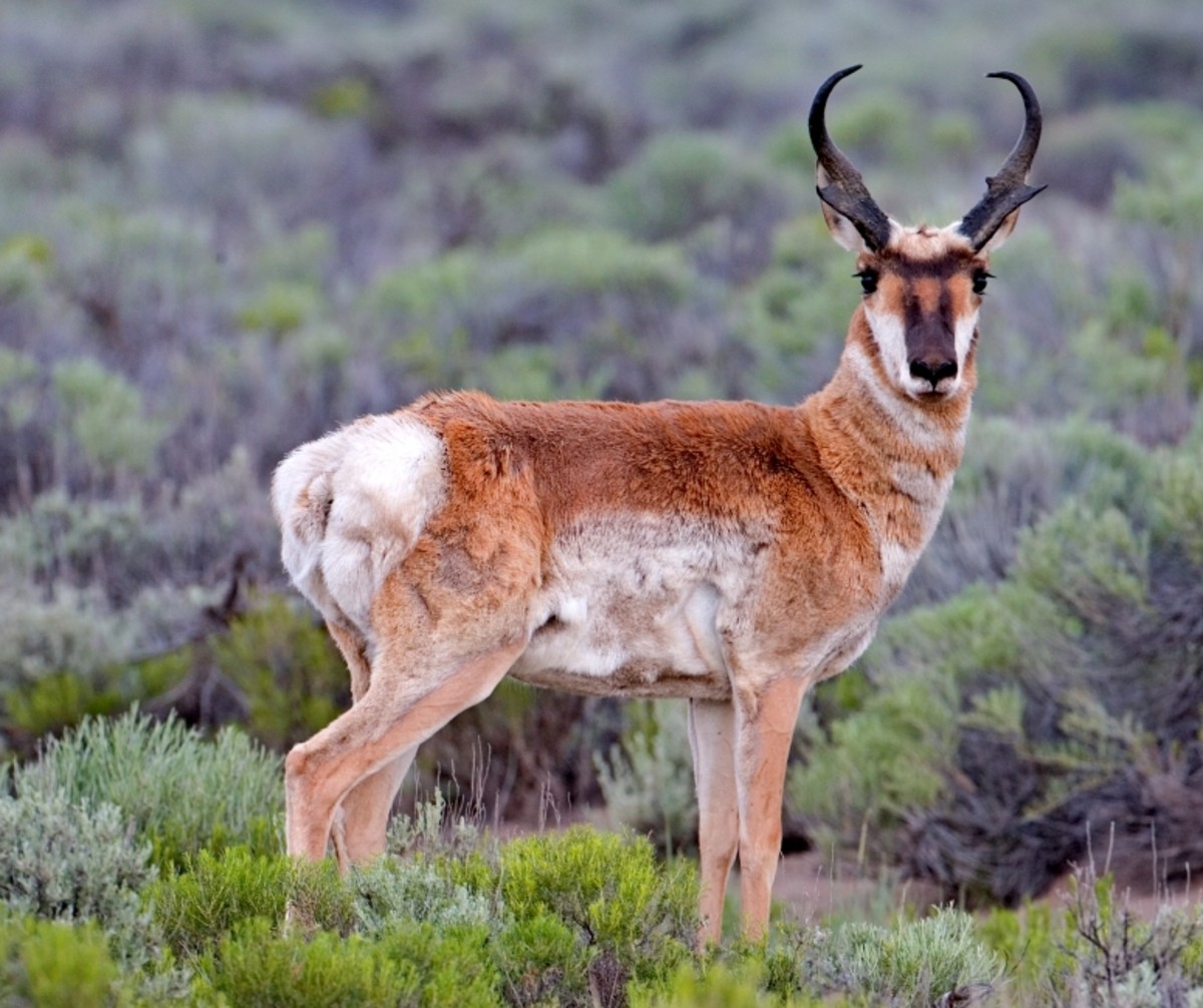 All-Time Best Pronghorn Cartridges (Fast Bullets for Fast Critters)