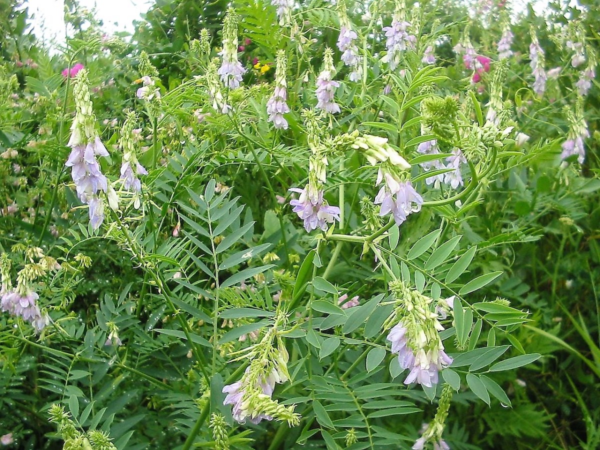 The goat's rue plant