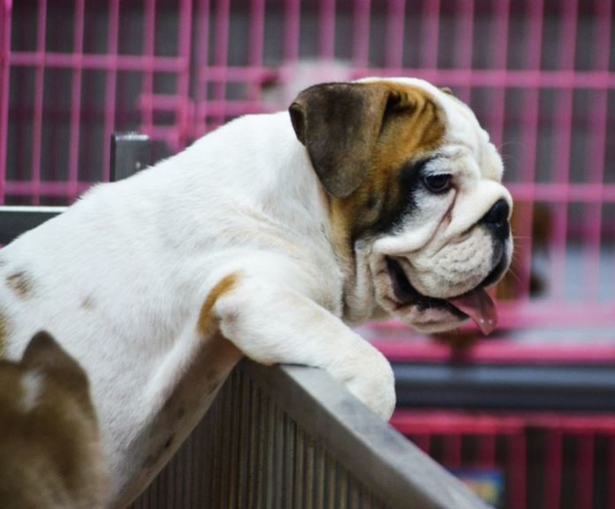 What to Expect When Adopting a Puppy Mill Rescue Dog