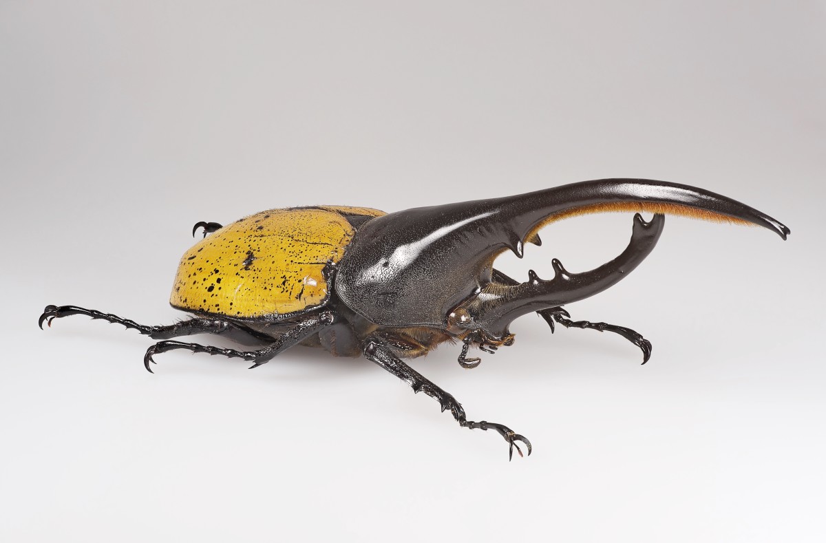 A male Hercules beetle in a museum