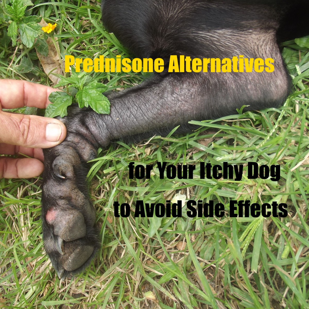 Itchy Dog? Prednisone Alternatives To Avoid the Serious Side Effects