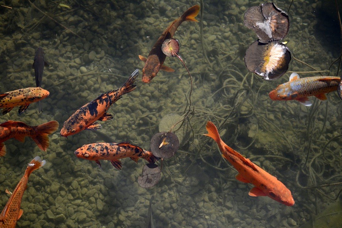 Breeding koi fish is a rewarding activity that requires certain equipment and processes. Learn what it's like to breed these beautiful fish.