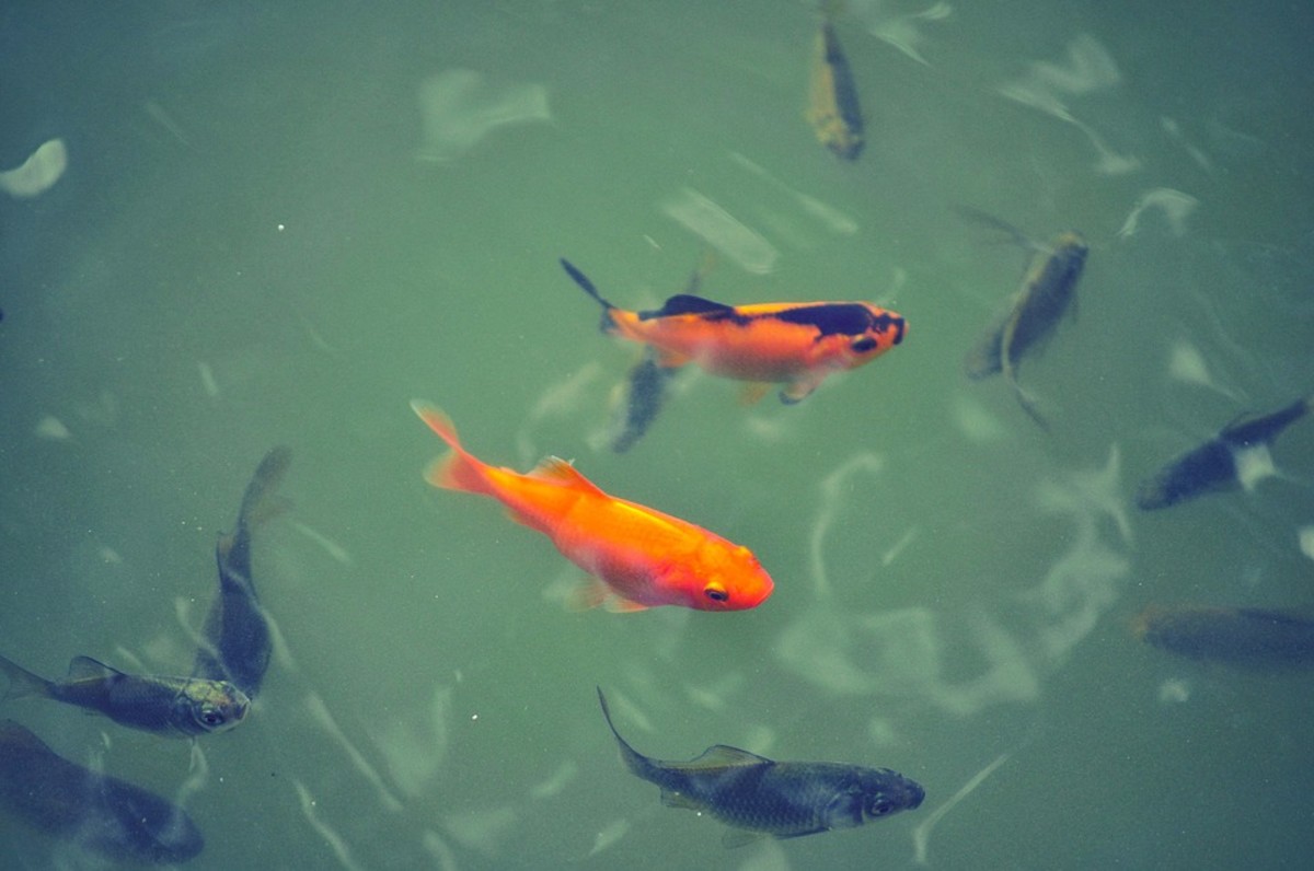 Let's talk about baby koi and their upbringing. 