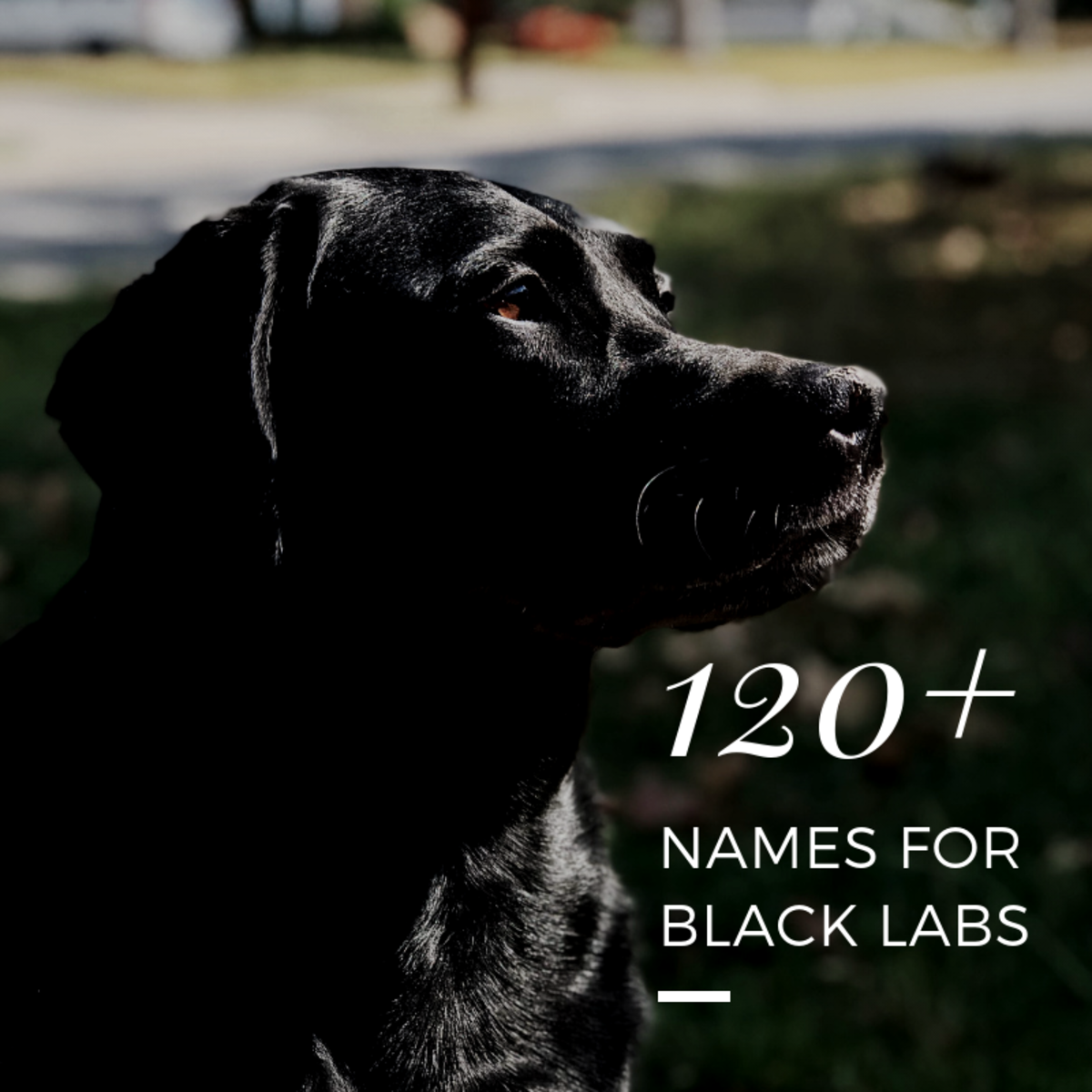 Discover over 120 names for your new black lab.