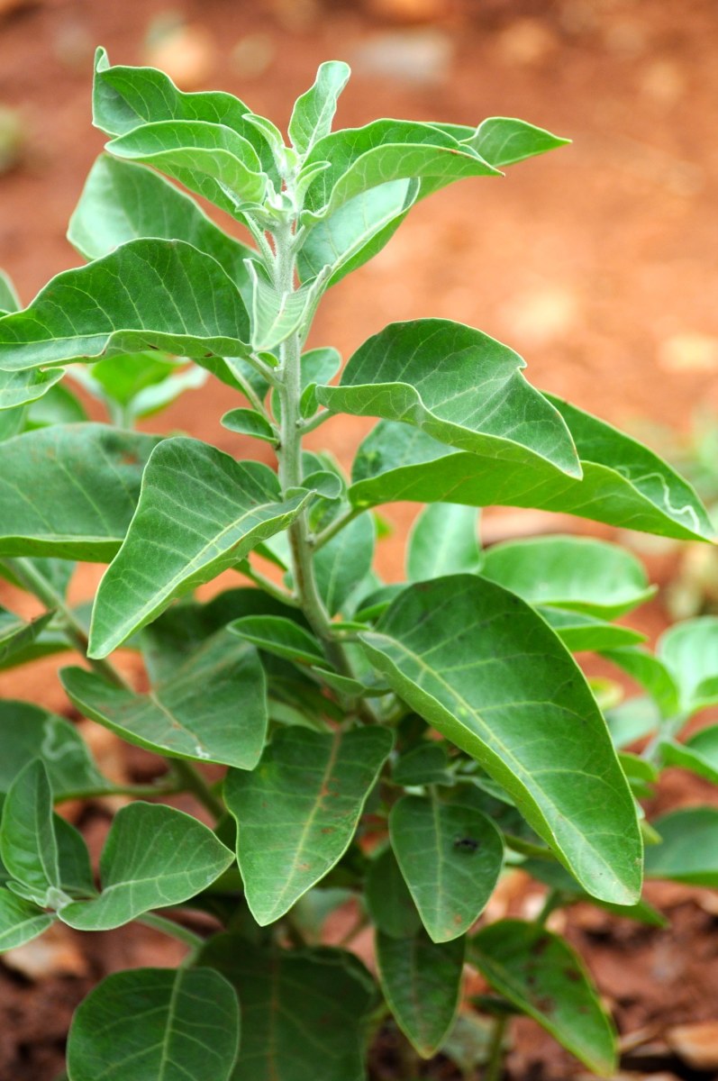 Withnia somnifera (Ashwagandha) Plant